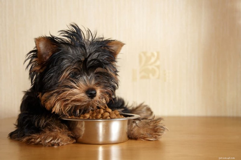 How to Know When to Switch Your Dog to Adult Food: 5 Key Indicators