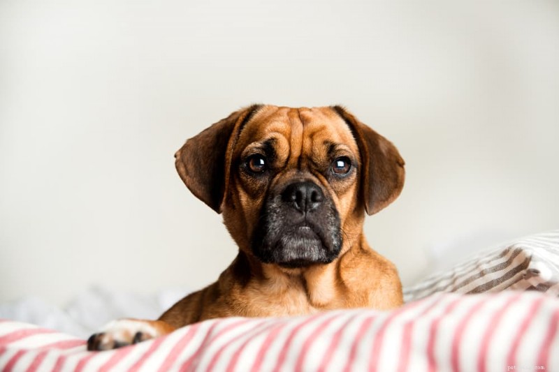 How to Know When to Switch Your Dog to Adult Food: 5 Key Indicators