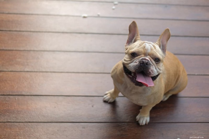 How to Know When to Switch Your Dog to Adult Food: 5 Key Indicators