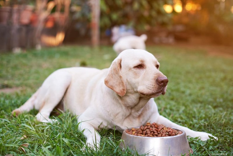 Hill’s Science Diet Dry Dog Food Review: Find the Right Formula for Your Dog s Health