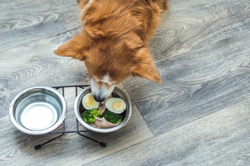 Optimizing Your Dog s Nutrition During Cancer Treatment: Expert Food Choices & Feeding Guidance