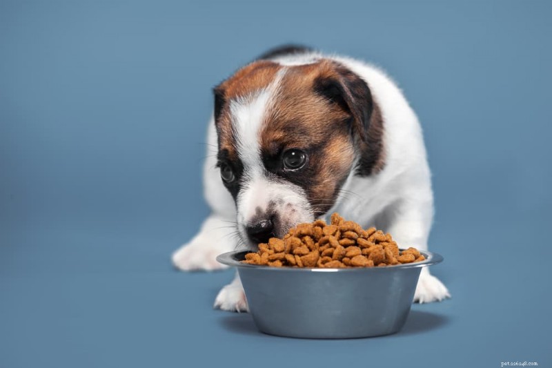 7 Dog Food Mistakes That Can Harm Your Pet—and How to Avoid Them