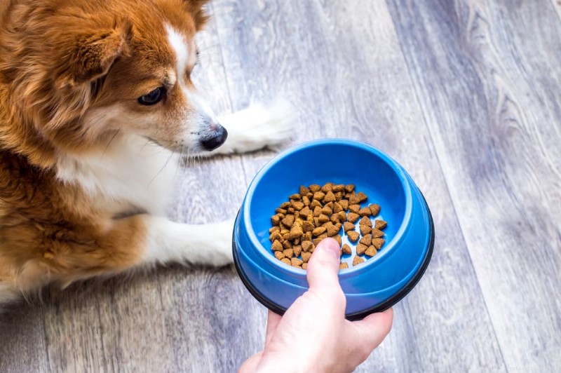 7 Dog Food Mistakes That Can Harm Your Pet—and How to Avoid Them