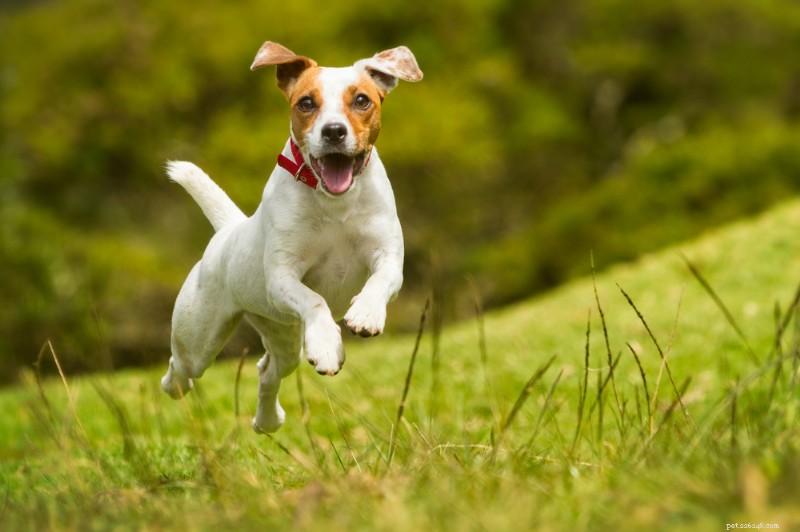 Probiotic-Enriched Dog Food: Boosting Gut Health & Wellness