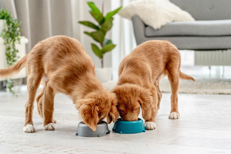 Puppy Not Eating: Key Causes & Expert Solutions
