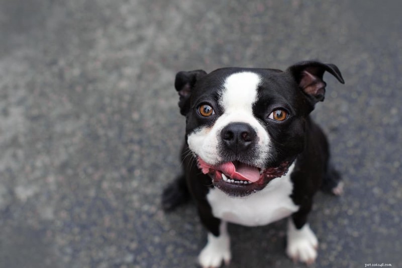 Is Goat Milk Good for Dogs? Expert-Backed Benefits & Usage Guide