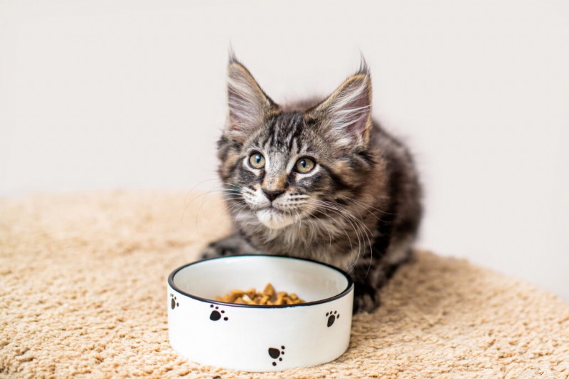 5 Clear Signs Your Kitten Is Ready for Adult Cat Food