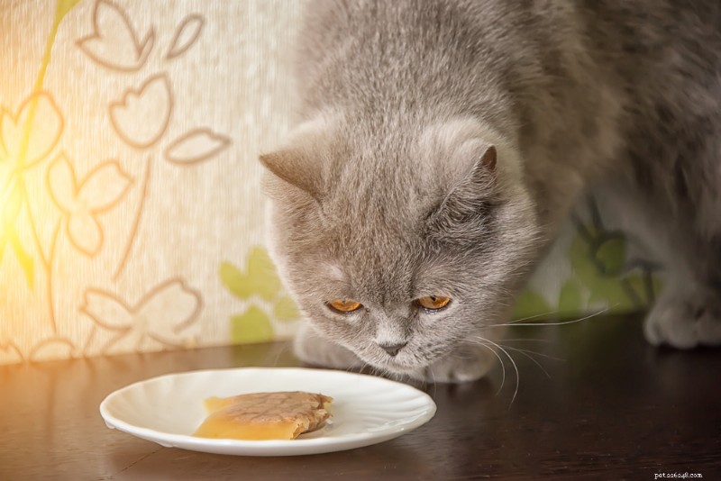 What to Do When Your Cat Won’t Eat: Causes, Solutions & Expert Tips