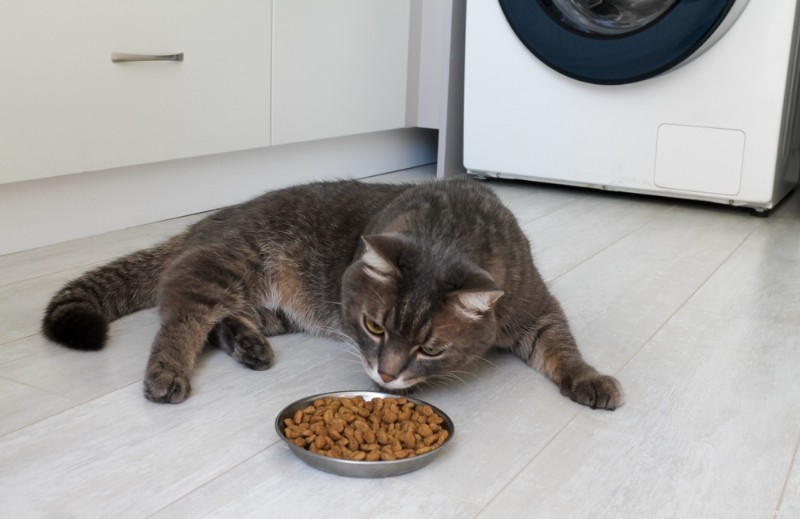 What to Do When Your Cat Won’t Eat: Causes, Solutions & Expert Tips