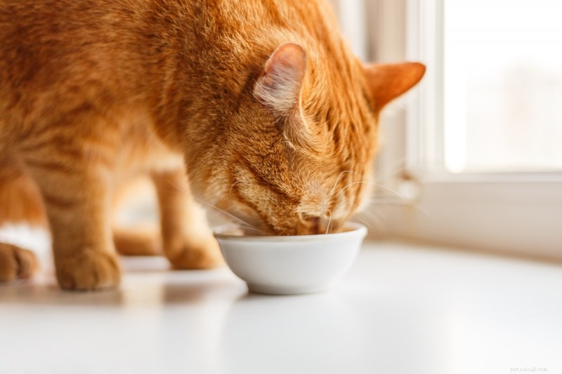 Understanding Gastrointestinal Cat Food: Benefits, Types, and Top Picks