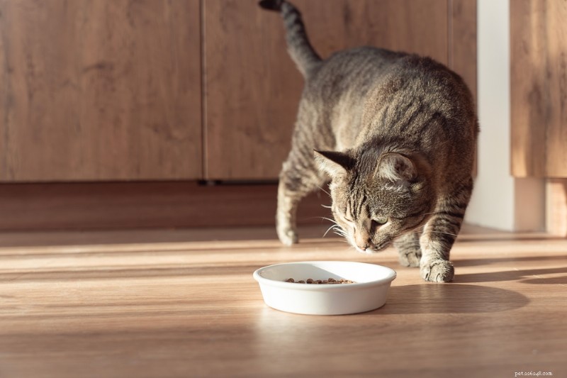Understanding Gastrointestinal Cat Food: Benefits, Types, and Top Picks