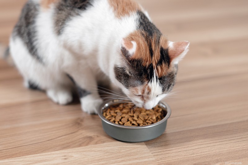 Hydrolyzed Protein Cat Food Explained & Expert Product Selections