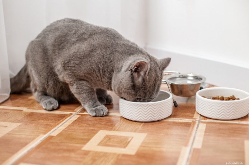 9 Reasons Your Cat Is Always Hungry — What It Means & How to Help
