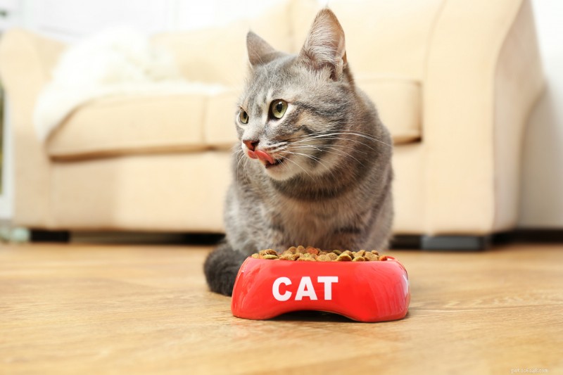 9 Reasons Your Cat Is Always Hungry — What It Means & How to Help