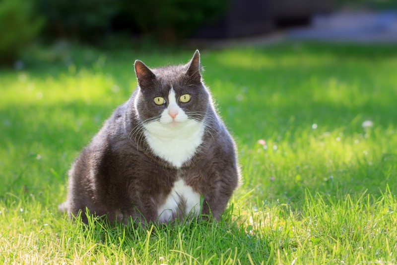 Top 10 Vet‑Approved Cat Foods for Weight Management