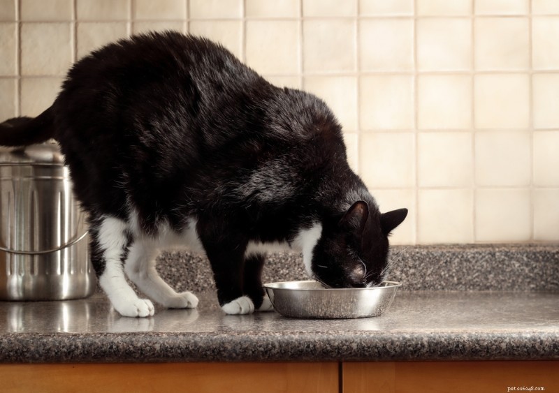Top 10 Vet‑Approved Cat Foods for Weight Management