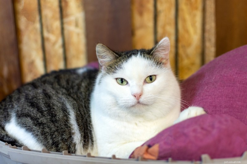 Top 10 Vet‑Approved Cat Foods for Weight Management