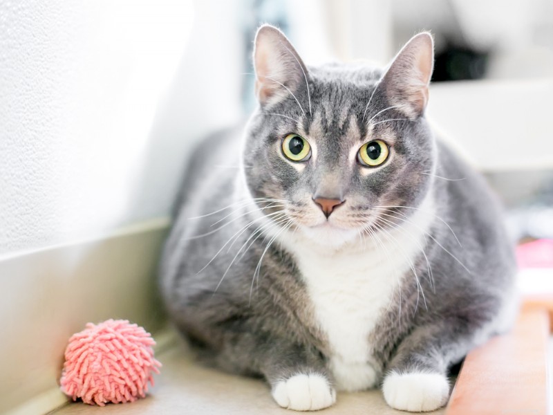 Top 10 Vet‑Approved Cat Foods for Weight Management