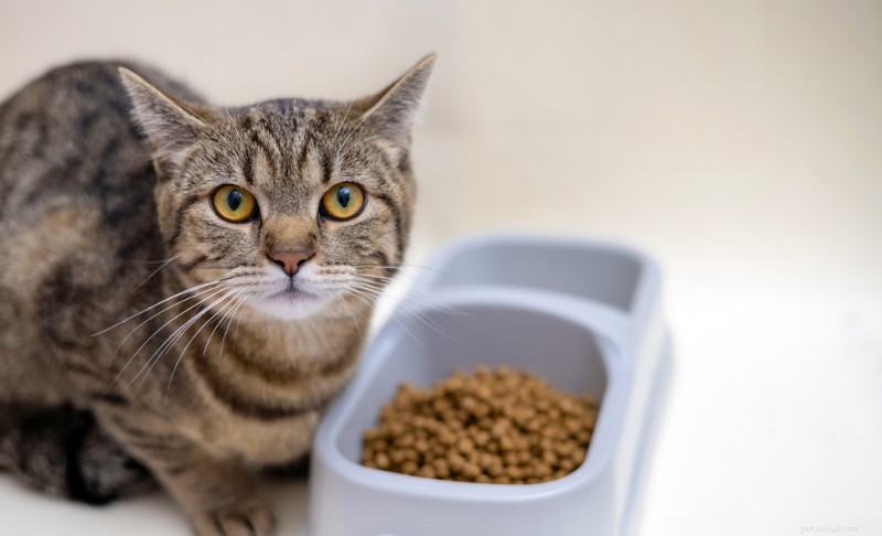 How Many Calories Does a Cat Need? A Guide to Healthy Cat Nutrition