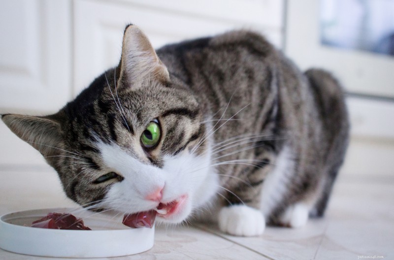 How Many Calories Does a Cat Need? A Guide to Healthy Cat Nutrition