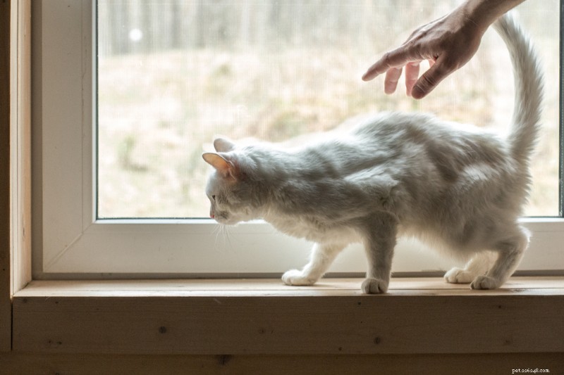Senior Cat Nutrition: Expert Guide to Feeding Your Aging Feline