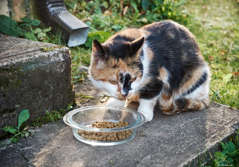 Senior Cat Nutrition: Expert Guide to Feeding Your Aging Feline