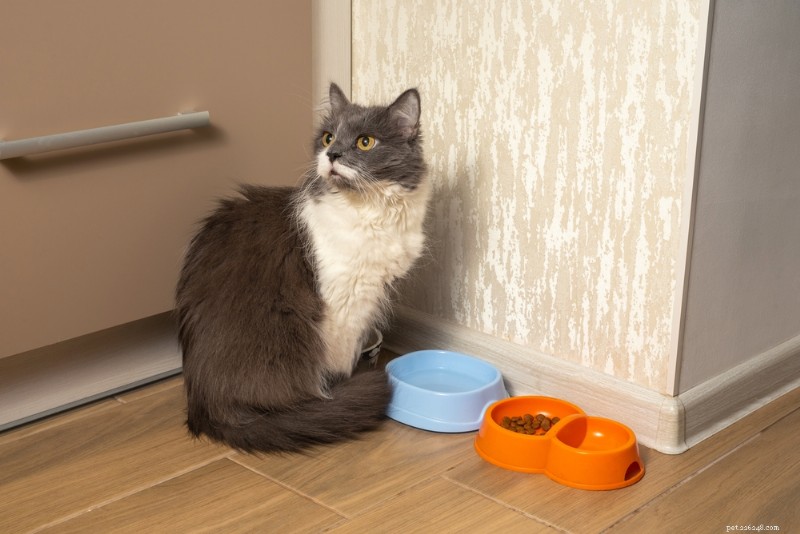 Senior Cat Nutrition: Expert Guide to Feeding Your Aging Feline