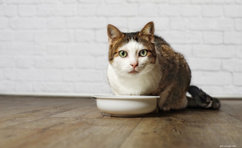 Senior Cat Nutrition: Expert Guide to Feeding Your Aging Feline