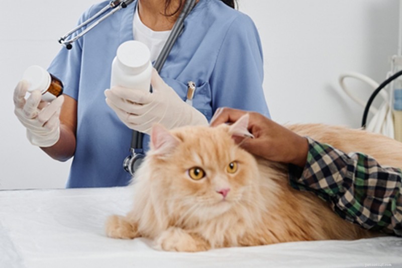 Senior Cat Nutrition: Expert Guide to Feeding Your Aging Feline