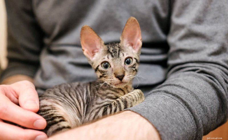 Top 9 Cat Breeds for Friendly, Easy‑going Homes