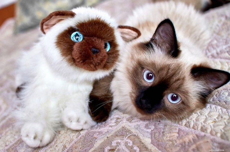 9 Highly Vocal Cat Breeds That Love to Talk
