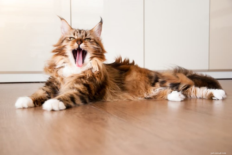 9 Highly Vocal Cat Breeds That Love to Talk