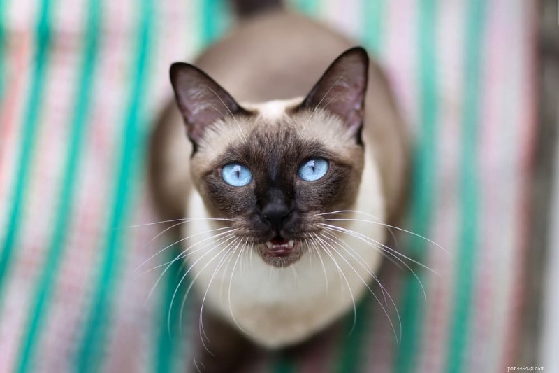 9 Highly Vocal Cat Breeds That Love to Talk