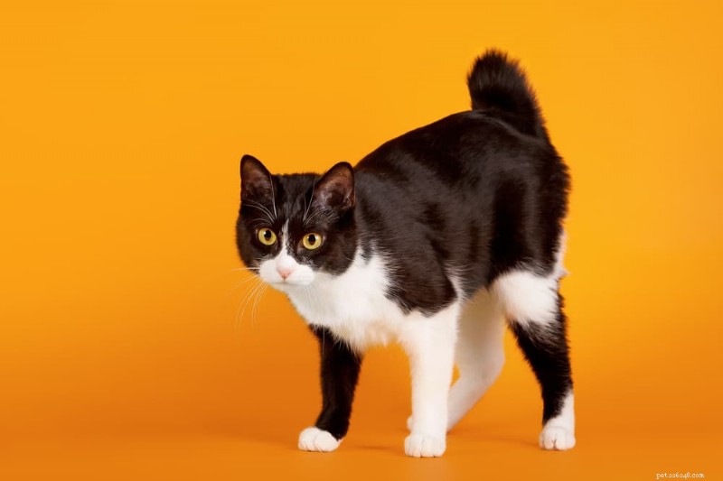 9 Highly Vocal Cat Breeds That Love to Talk