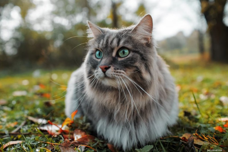 9 Highly Vocal Cat Breeds That Love to Talk