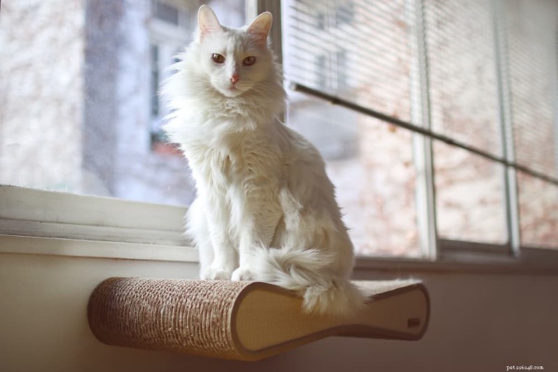 9 Highly Vocal Cat Breeds That Love to Talk