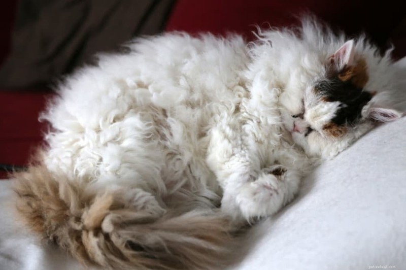 Explore Nine Curly‑Haired Cat Breeds Known for Their Beautiful Locks