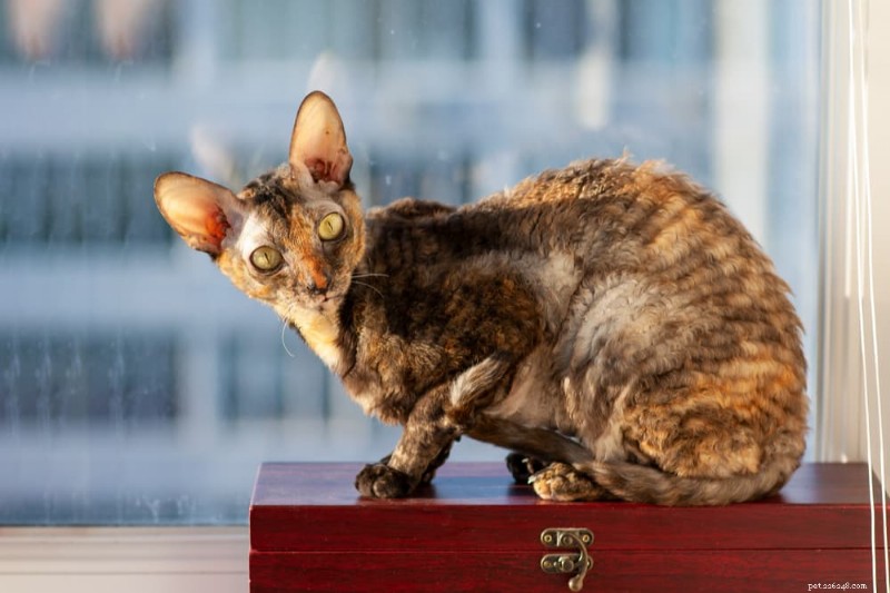 Explore Nine Curly‑Haired Cat Breeds Known for Their Beautiful Locks