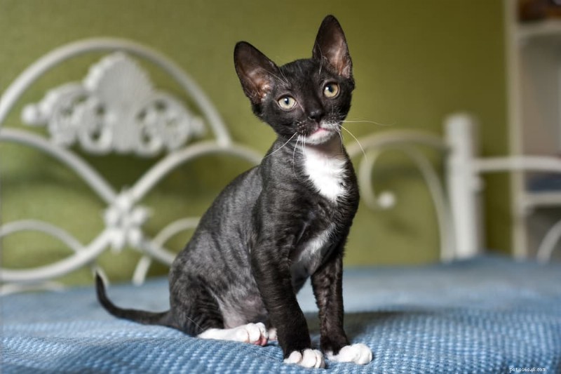 Explore Nine Curly‑Haired Cat Breeds Known for Their Beautiful Locks