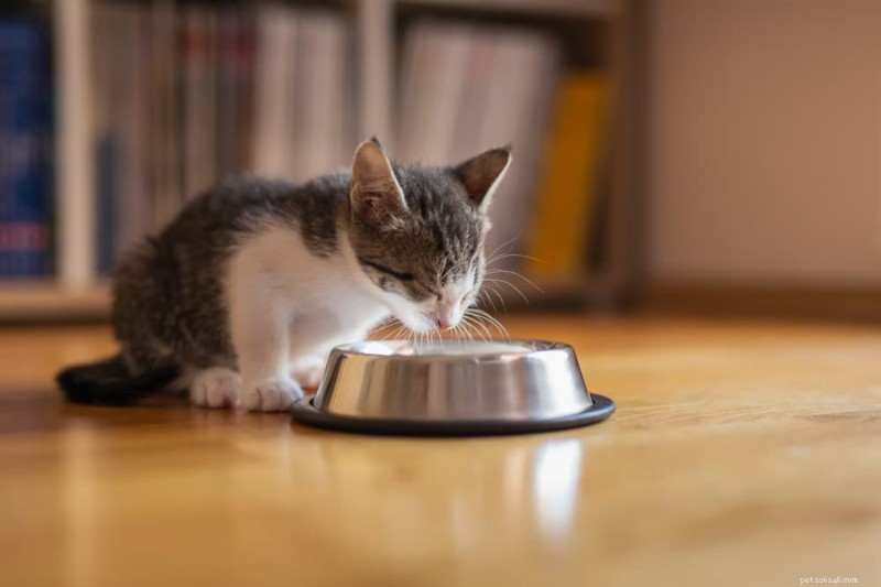Essential Cat Food Storage Guide: 7 Expert Tips for Fresh, Nutritious Meals