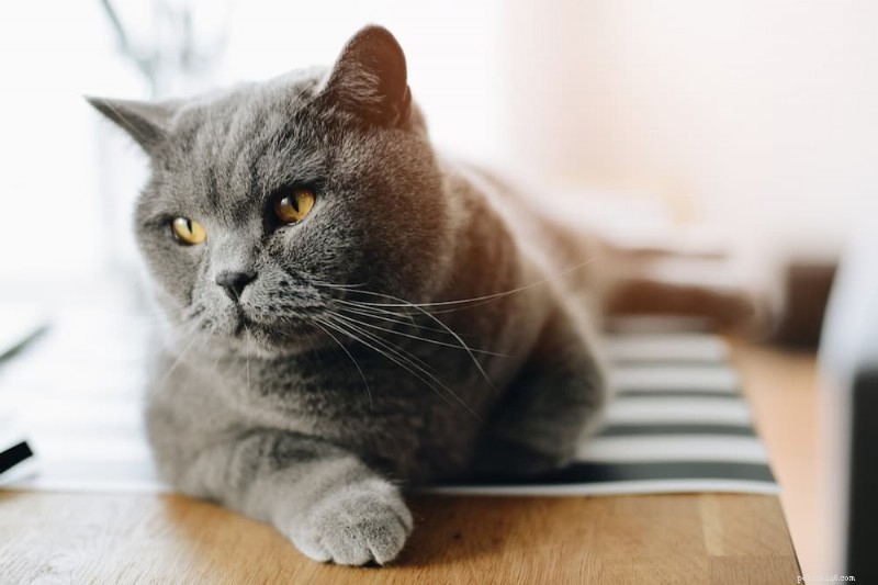 Essential Cat Food Storage Guide: 7 Expert Tips for Fresh, Nutritious Meals