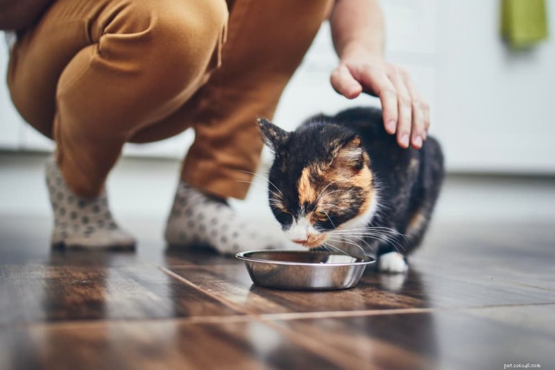 Essential Cat Food Storage Guide: 7 Expert Tips for Fresh, Nutritious Meals