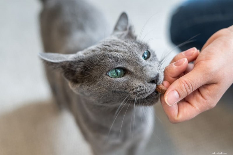 Essential Cat Food Storage Guide: 7 Expert Tips for Fresh, Nutritious Meals