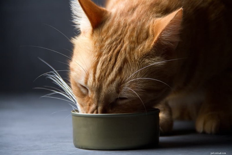 Essential Cat Food Storage Guide: 7 Expert Tips for Fresh, Nutritious Meals