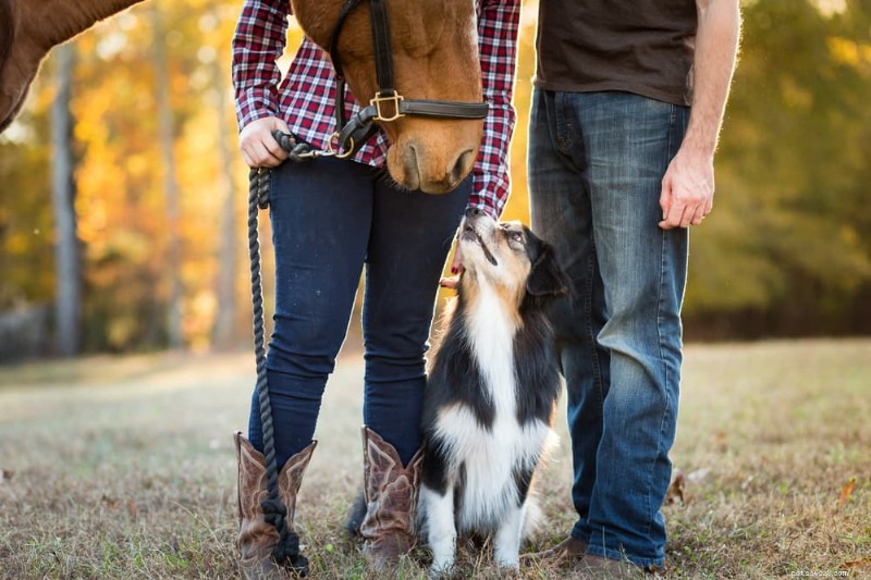 Top 200 Western Dog Names for Your Loyal Companion