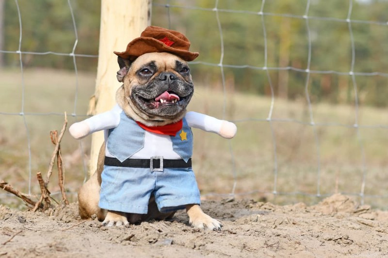 Top 200 Western Dog Names for Your Loyal Companion