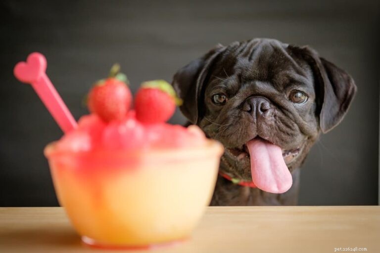 160 Stylish Alcohol-Inspired Dog Names for Your Party-Loving Pup