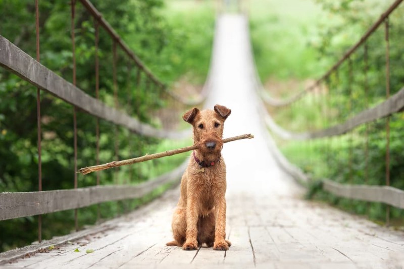 120 Irish Dog Names: Classic, Trendy, and Unforgettable