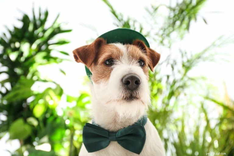 120 Irish Dog Names: Classic, Trendy, and Unforgettable