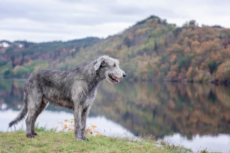 120 Irish Dog Names: Classic, Trendy, and Unforgettable